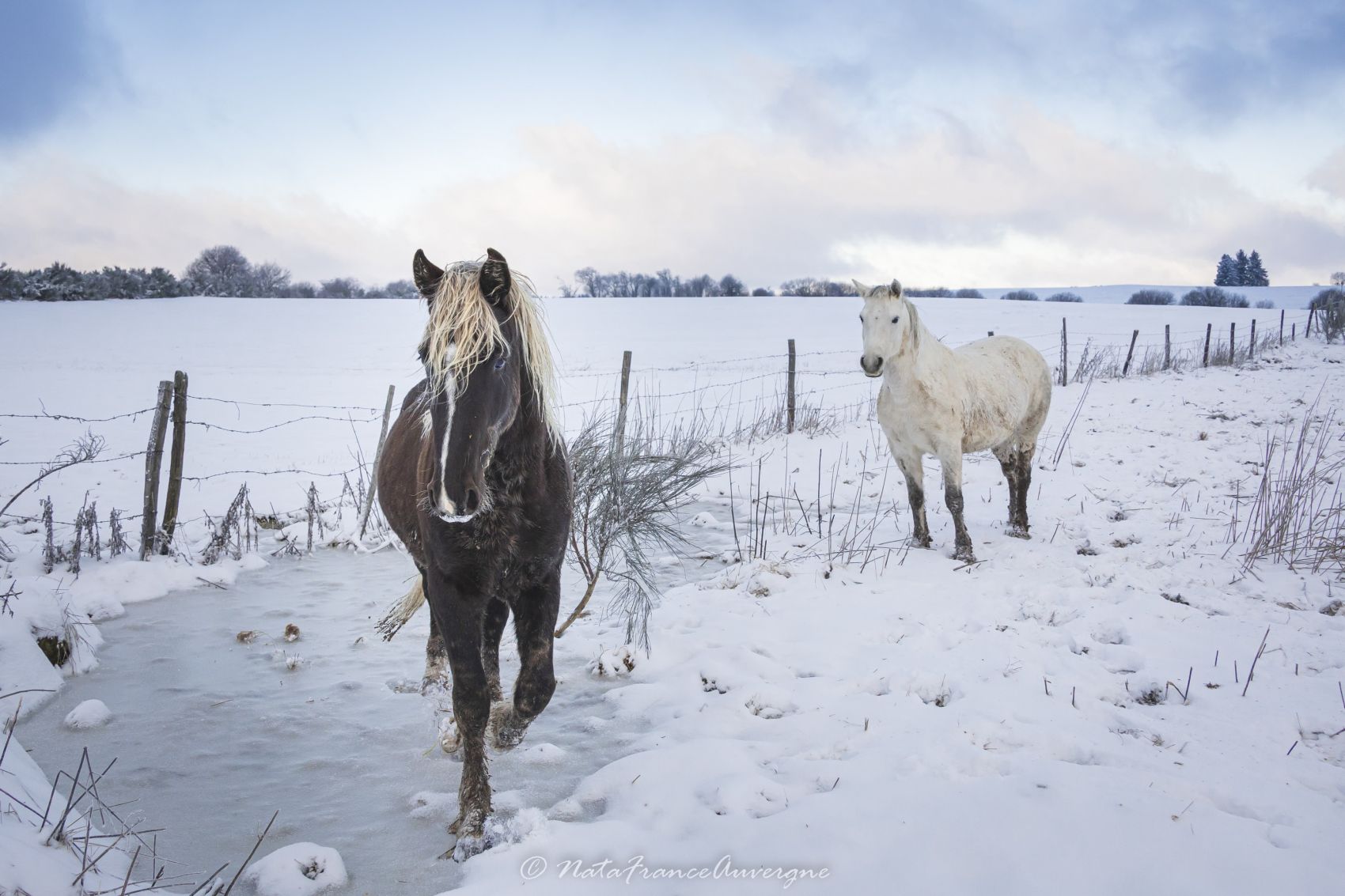 Auvergne Sancy jan 2024 by @NataFranceAuvergne-0809